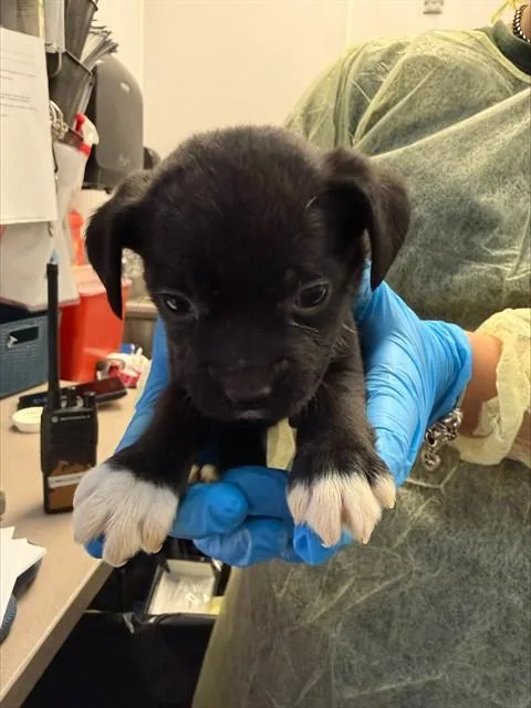 A baby small-sized male German Shepherd Dog dog named Bashful for adoption in Tucson, AZ