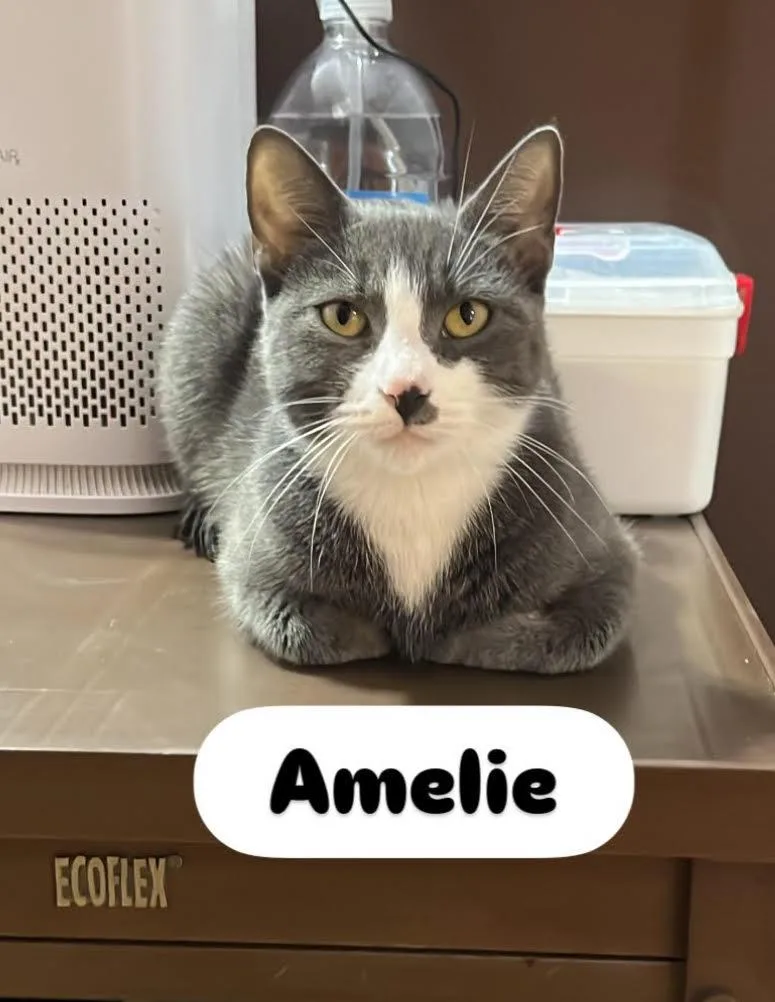 A young medium-sized female Gray & White Domestic Short Hair cat named Amelie for adoption in North Haven, CT