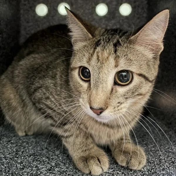 A young medium-sized female Domestic Short Hair cat named Oj  Bonded Buddy for adoption in Des Moines, IA