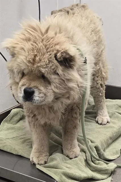 A young large-sized male Chow Chow dog named Chrome for adoption in Tucson, AZ