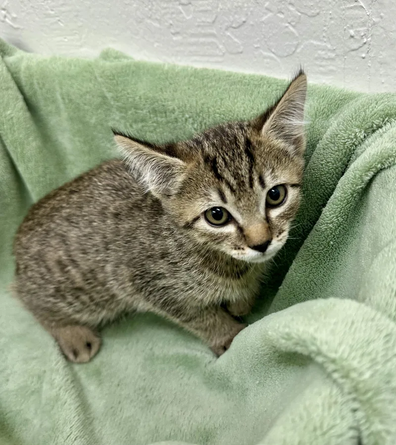 Pong Pong thumbnail 3