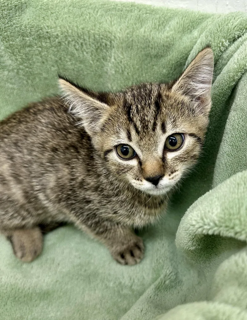 Pong Pong thumbnail 4