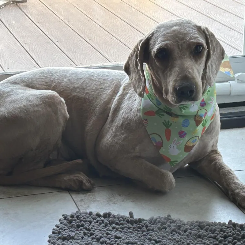 A young medium-sized female Apricot / Beige Poodle dog named Kira for adoption in Sinking Spring, PA