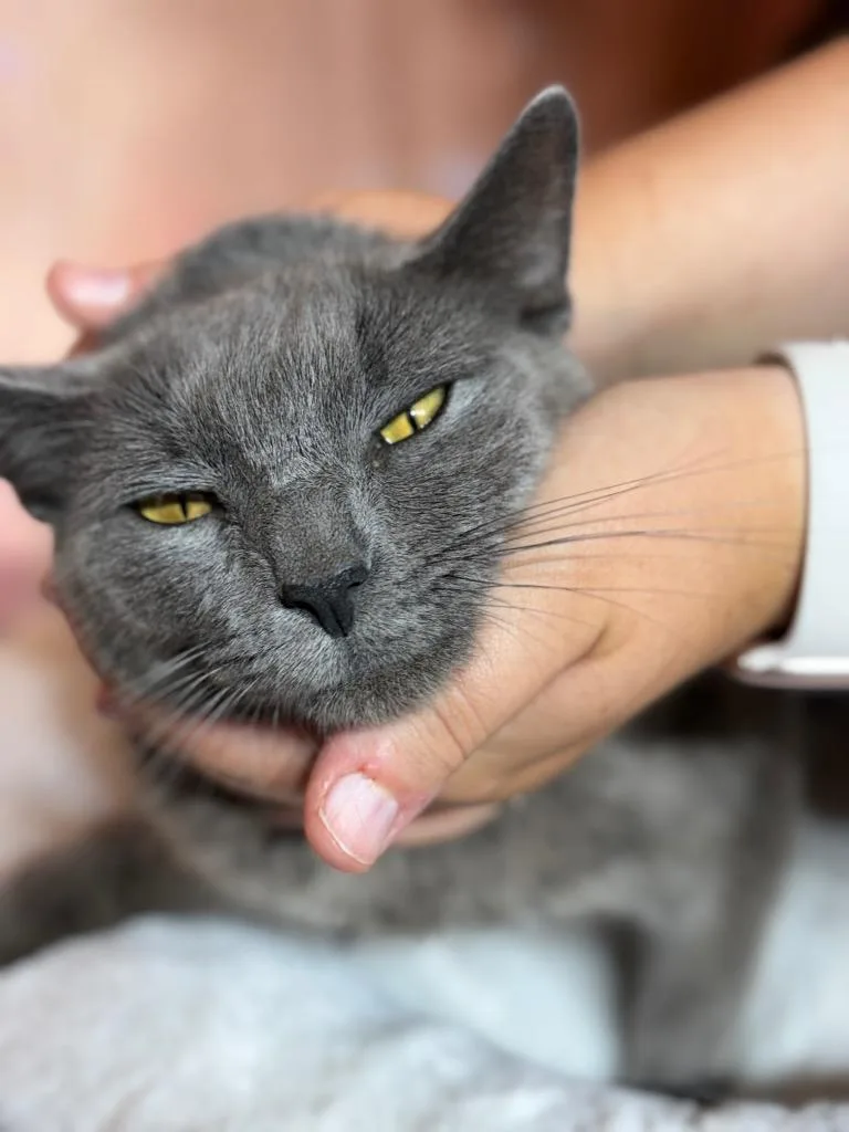 A young medium-sized female Domestic Short Hair cat named Hazel for adoption in Wintersville, OH