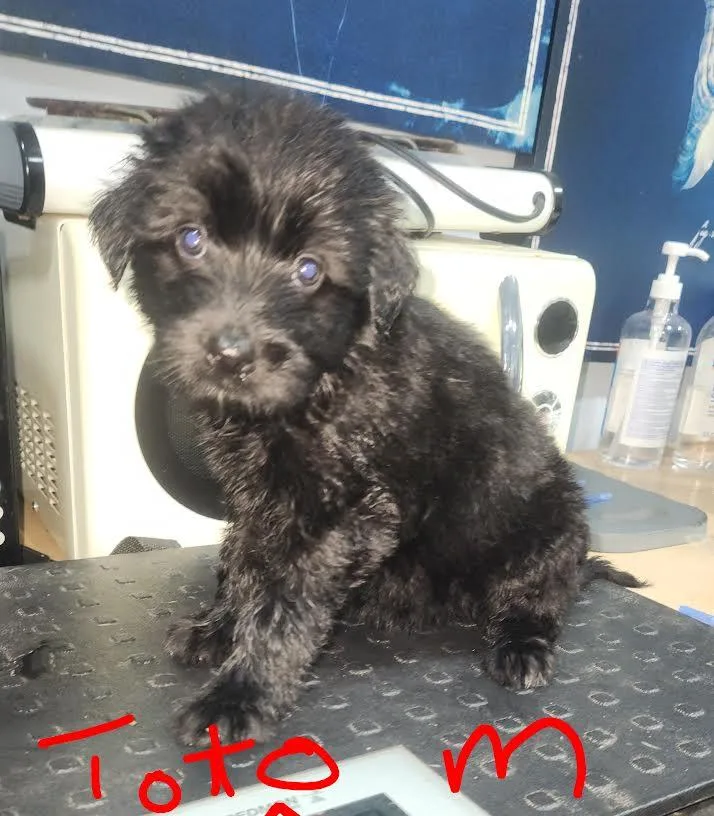A baby medium-sized male Shepherd dog named Toto for adoption in Manchester, CT