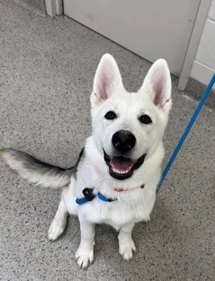 A baby medium-sized female Siberian Husky dog named Addie for adoption in Fishers, IN