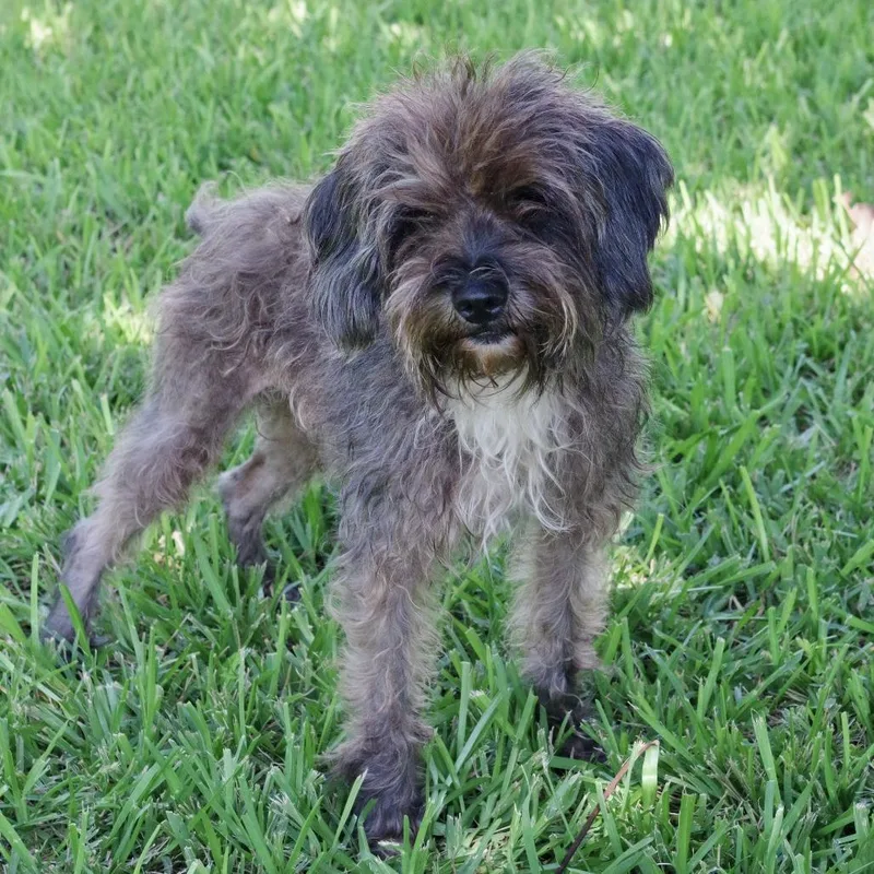An adult small-sized male Gray / Blue / Silver Terrier dog named Carl for adoption in Miami, FL