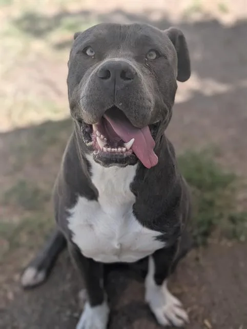 An adult large-sized male Pit Bull Terrier dog named Grayson for adoption in Riverside, CA