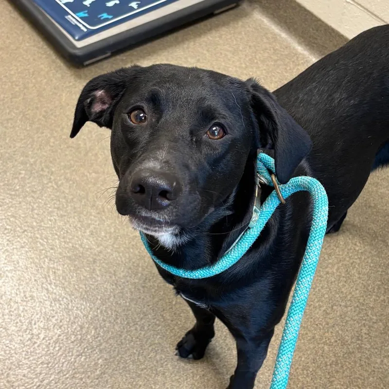 A young medium-sized female Black Mixed Breed dog named Harley for adoption in Council Bluffs, IA