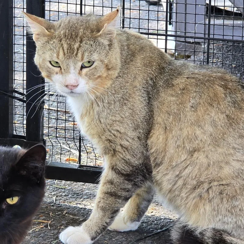 A young small-sized male Buff / Tan / Fawn Domestic Short Hair cat named Crunch for adoption in Klamath Falls, OR