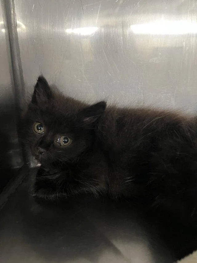 A baby small-sized female Black Domestic Long Hair cat named Wispy for adoption in Woodland, CA