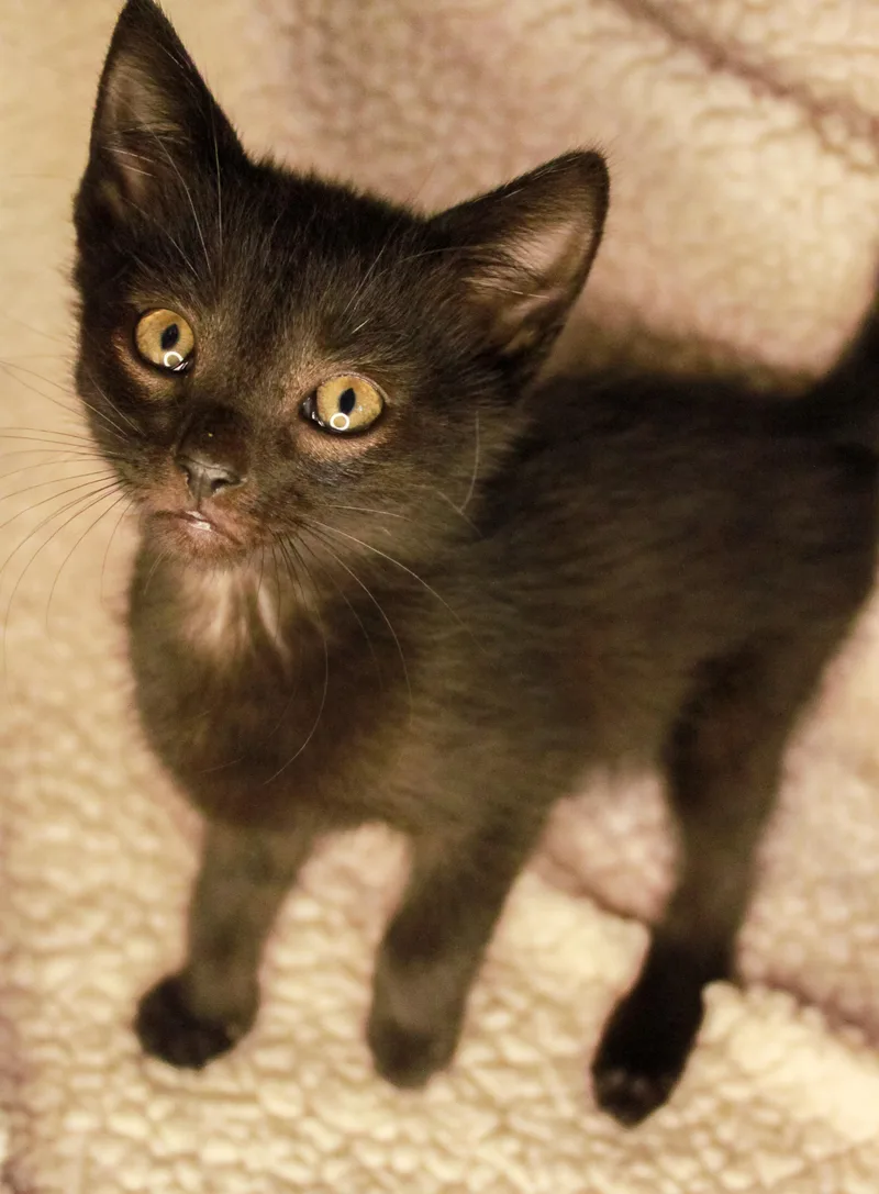 A baby medium-sized female Black Domestic Short Hair cat named Oblivion for adoption in Ona, WV