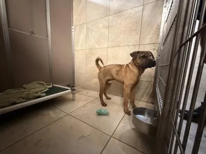 A young medium-sized male Shar-Pei dog named Sokka for adoption in Honolulu, HI