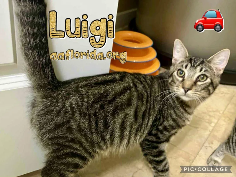 A young medium-sized male Domestic Short Hair cat named Luigi for adoption in Pensacola, FL