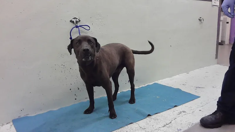 An adult small-sized male Labrador Retriever dog named Milo for adoption in Houston, TX