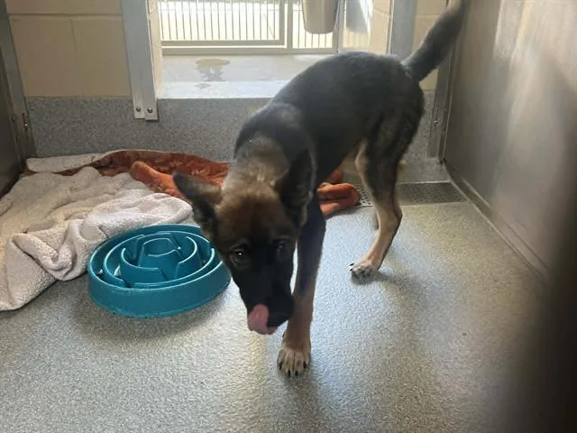 A baby small-sized female German Shepherd Dog dog named Ivy for adoption in Tustin, CA