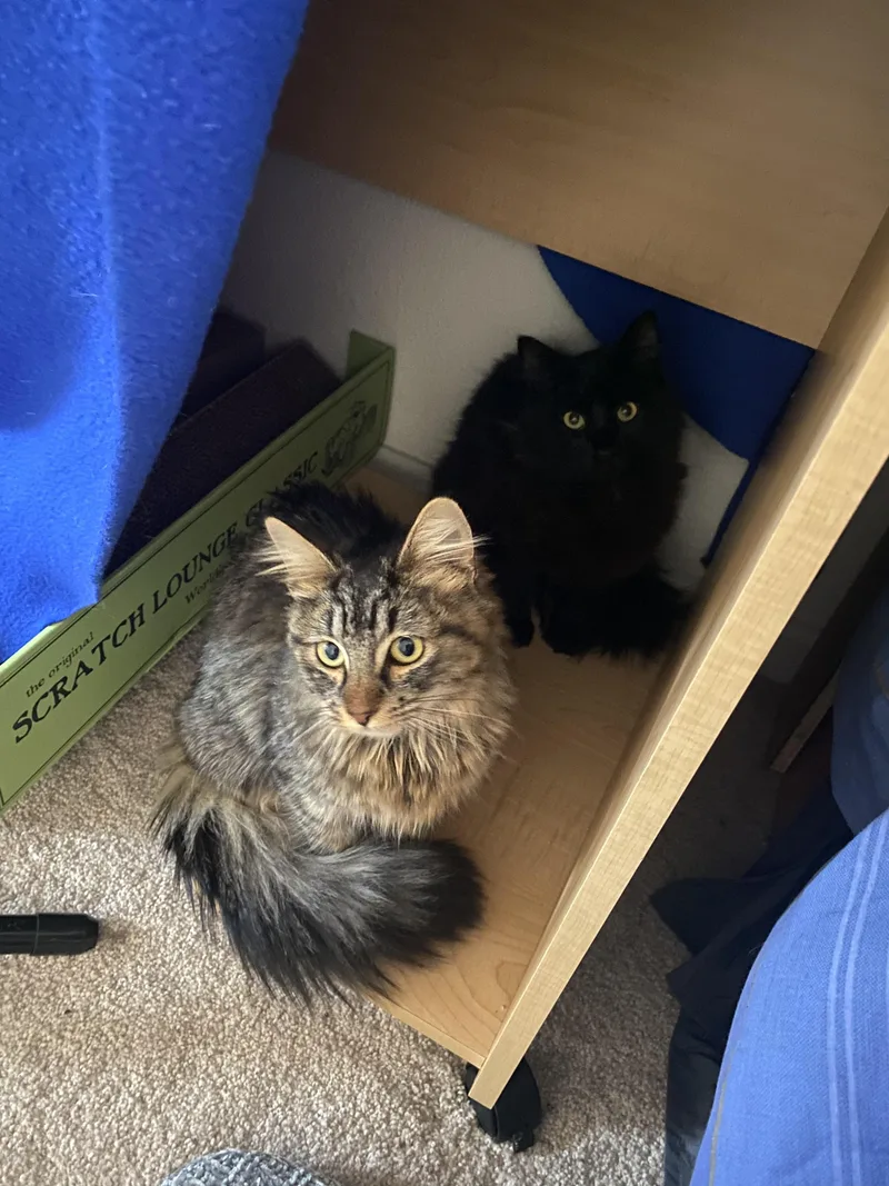 Cashmere thumbnail 2