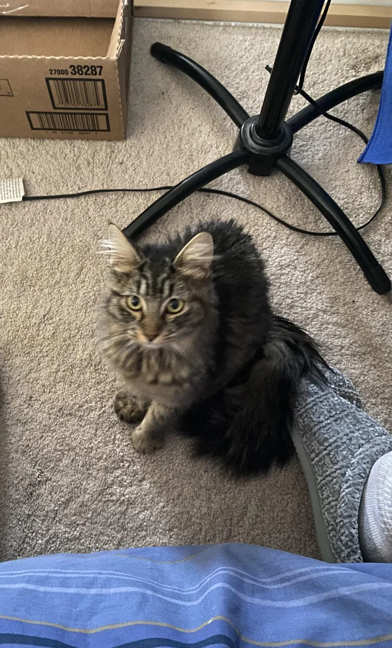 Cashmere thumbnail 3