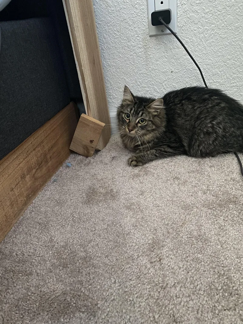 Cashmere thumbnail 4