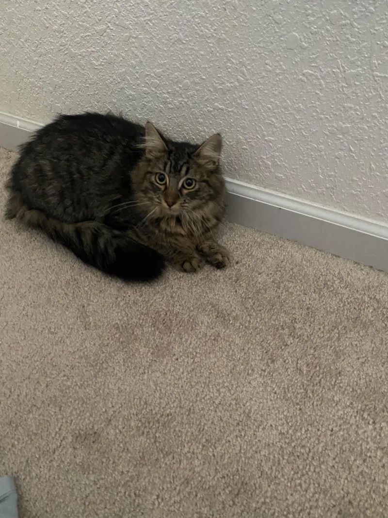 Cashmere thumbnail 5