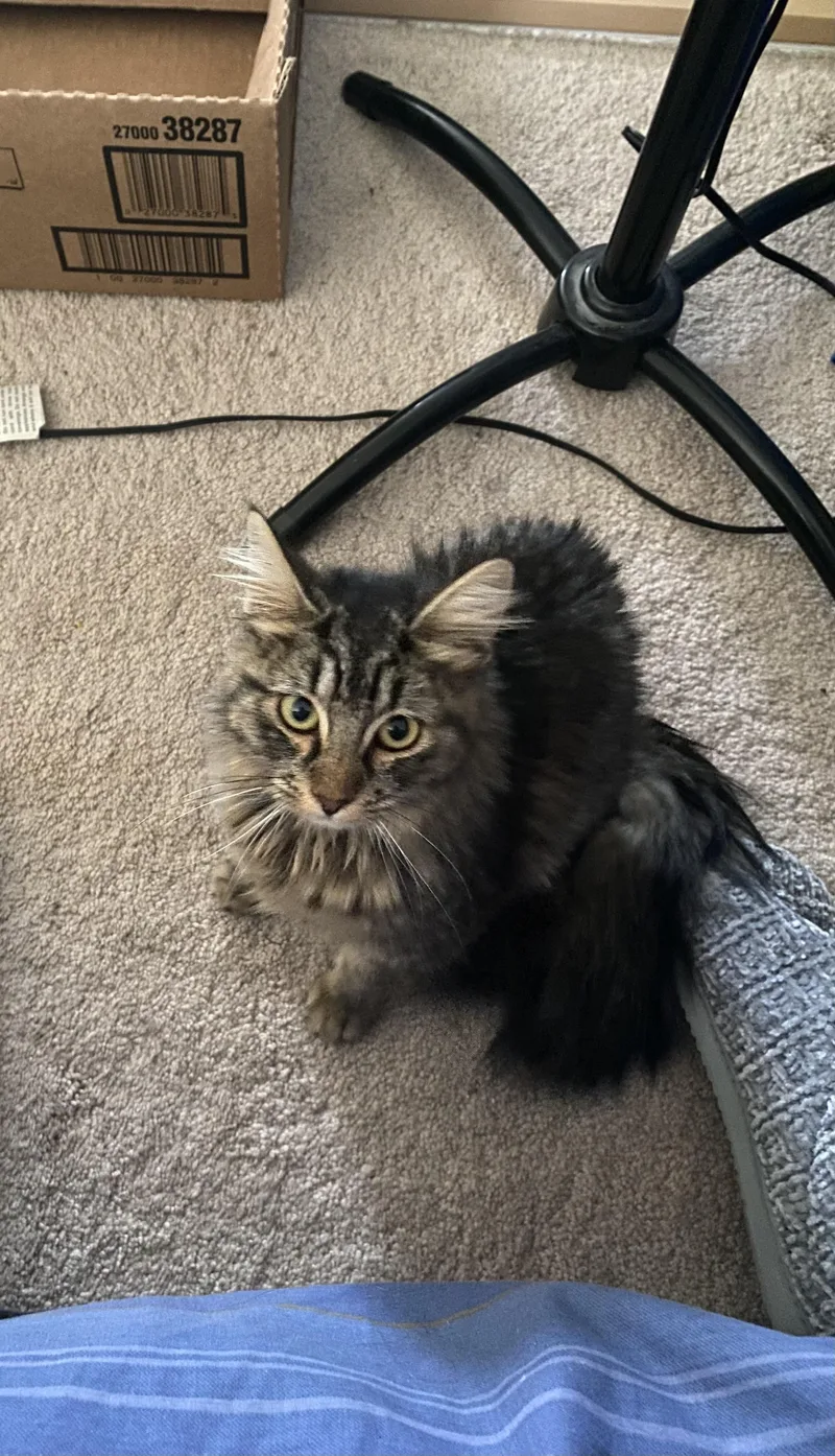 Cashmere thumbnail 6