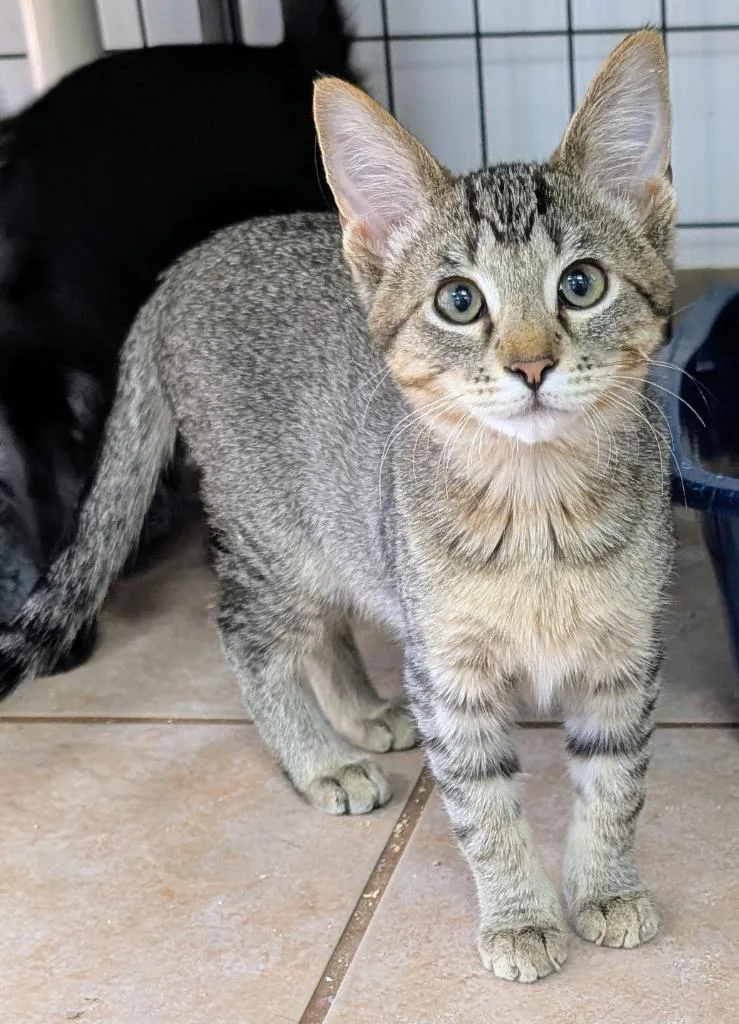 A baby medium-sized female Domestic Short Hair cat named Sloan for adoption in Peoria, AZ