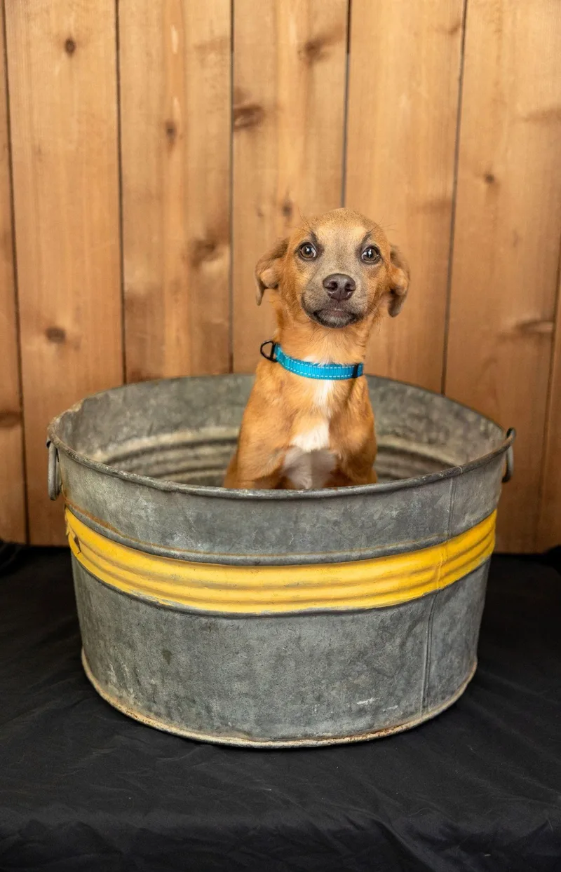 A baby medium-sized male Australian Shepherd dog named 685-26 for adoption in Brighton, CO