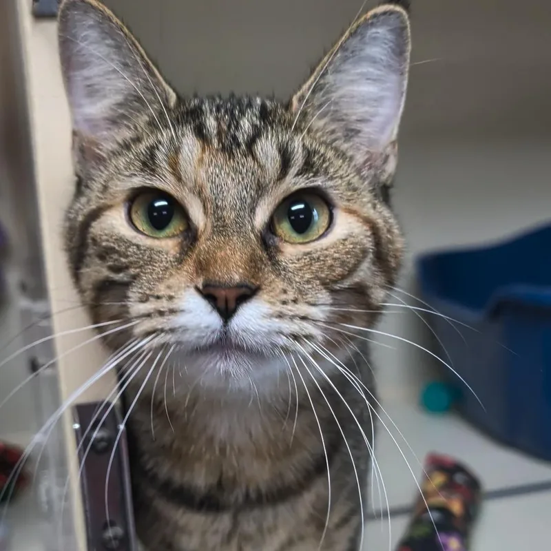 A young medium-sized female Torbie Domestic Short Hair cat named Thelma Bonded With Louise for adoption in West Jefferson, OH