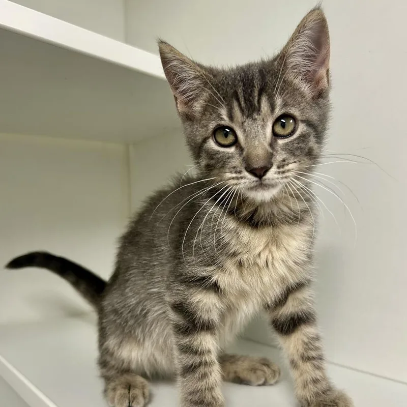 A baby small-sized female Gray / Blue / Silver Domestic Short Hair cat named Hopper for adoption in St Joseph, MO