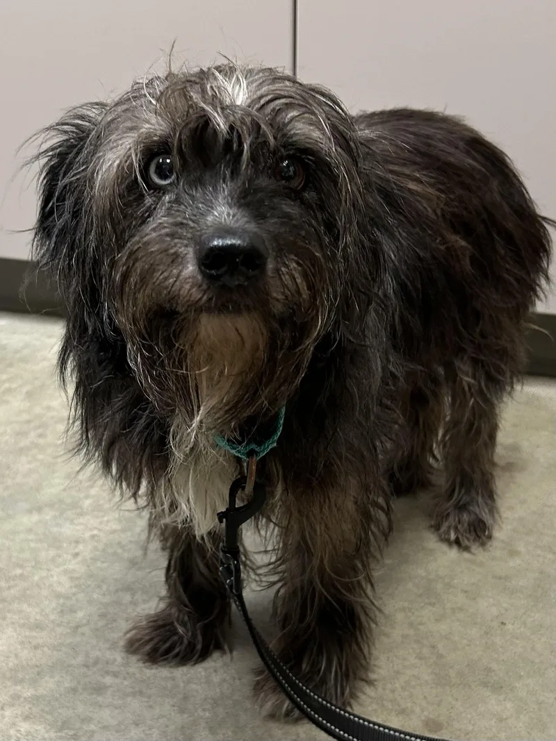 An adult medium-sized female Black Mixed Breed dog named Cookie Dough for adoption in Mason City, IA