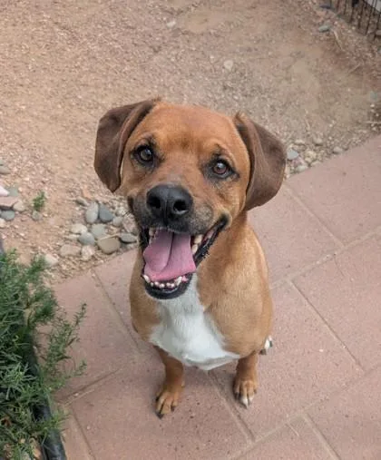 A baby large-sized male Boxer dog named Ralfey for adoption in Divide, CO