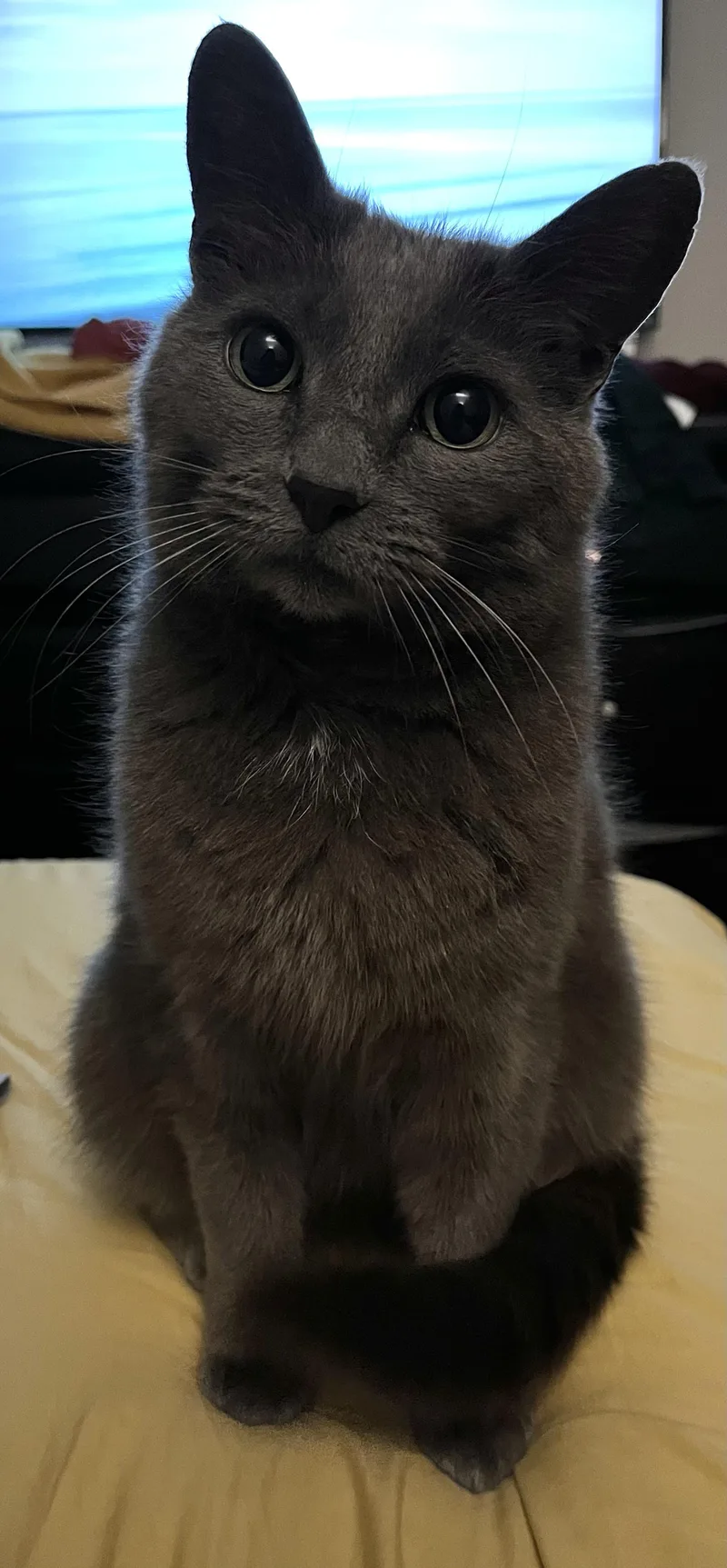A young medium-sized male Gray / Blue / Silver Russian Blue cat named Bjorn for adoption in Woodlawn, TN