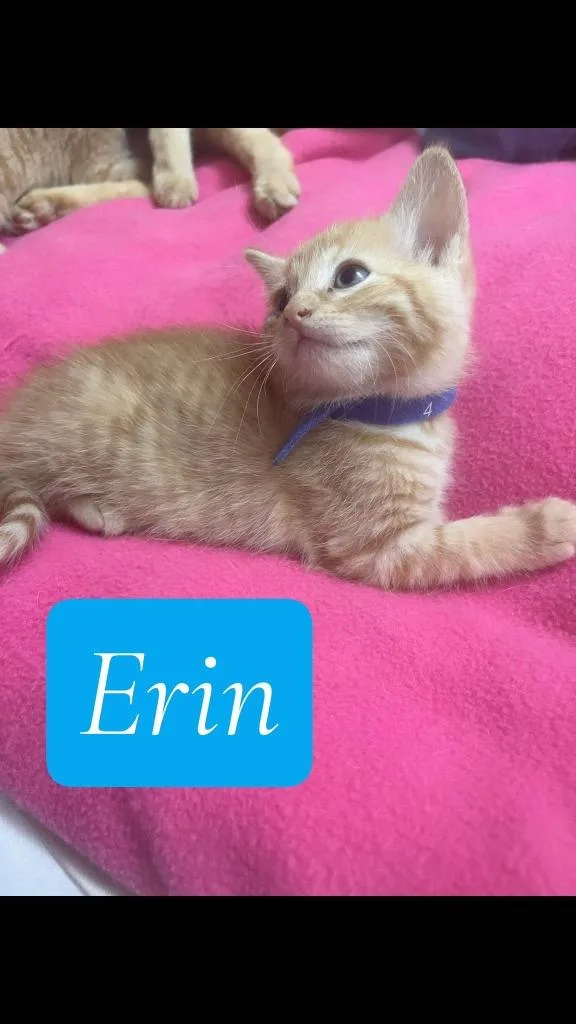 A baby medium-sized female Domestic Short Hair cat named Erin for adoption in Hoover , AL