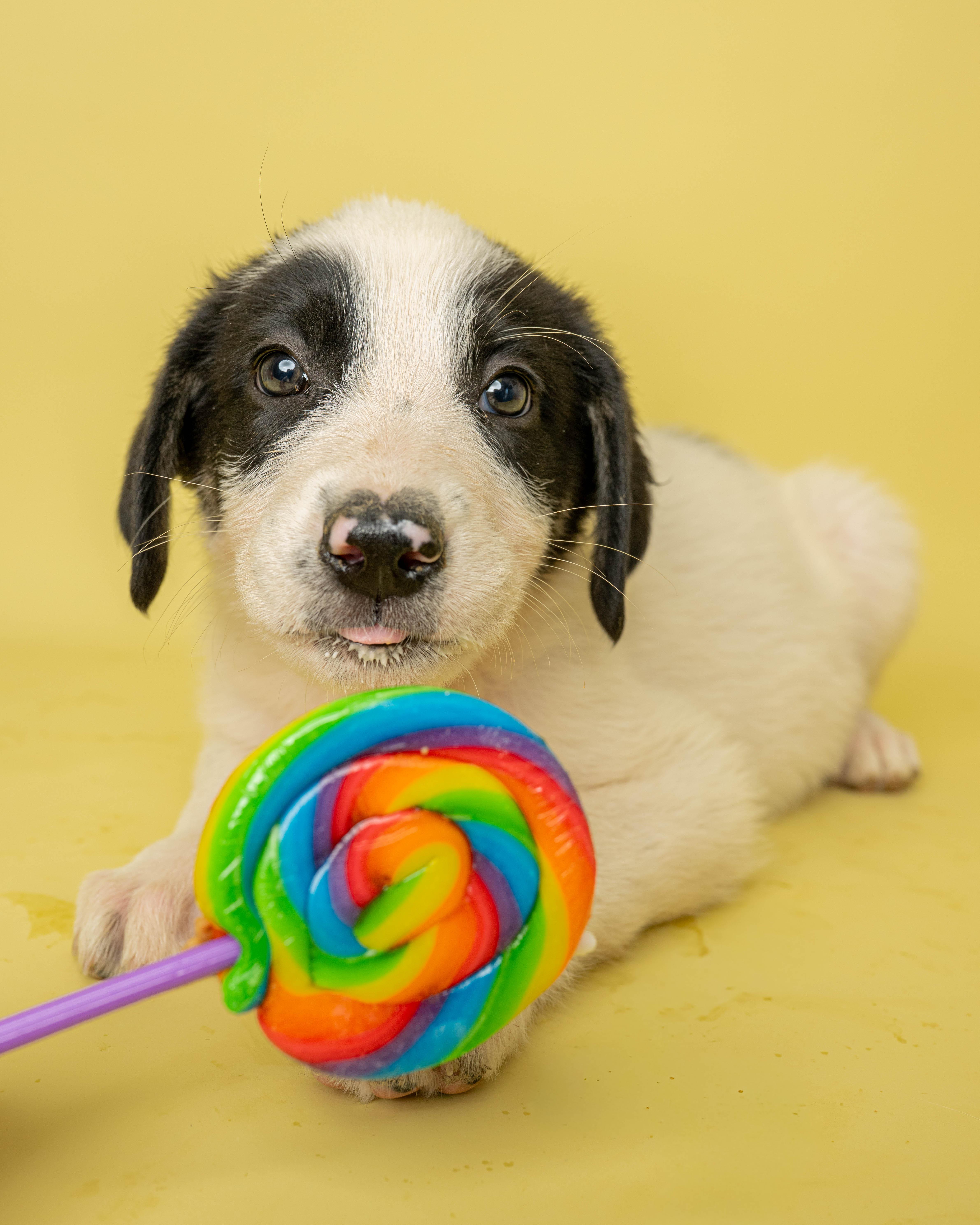 A baby large-sized female Black Mixed Breed dog named Sweet Tooth for adoption in Rock Springs, WY