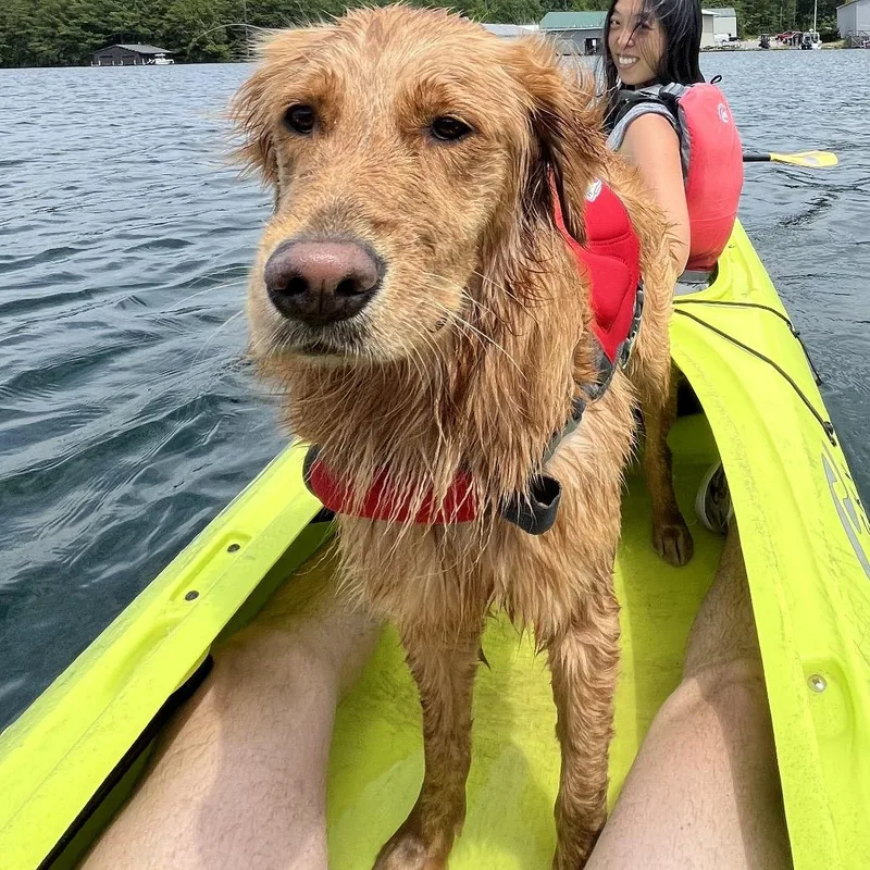 An adult large-sized female Yellow / Tan / Blond / Fawn Golden Retriever dog named Bunny for adoption in Jersey City, NJ