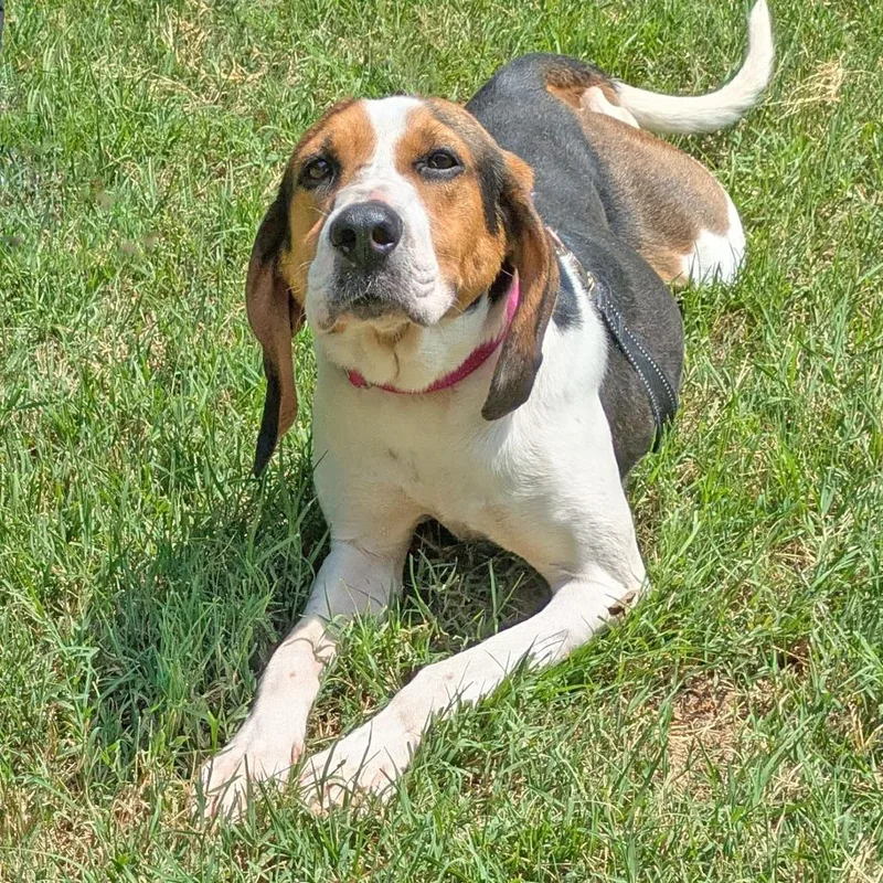 An adult medium-sized female Black Treeing Walker Coonhound dog named Lady Bird for adoption in Charlottesville, VA