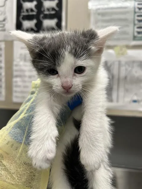 A baby small-sized female Domestic Short Hair cat named Goobie for adoption in Las Vegas, NV