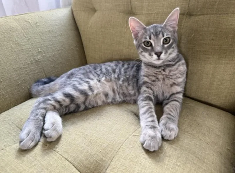 A baby medium-sized male Tabby (Gray / Blue / Silver) American Shorthair cat named Carlisle for adoption in Philadelphia, PA
