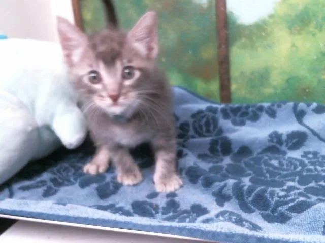 A baby small-sized male Domestic Short Hair cat named Mochi for adoption in Houston, TX