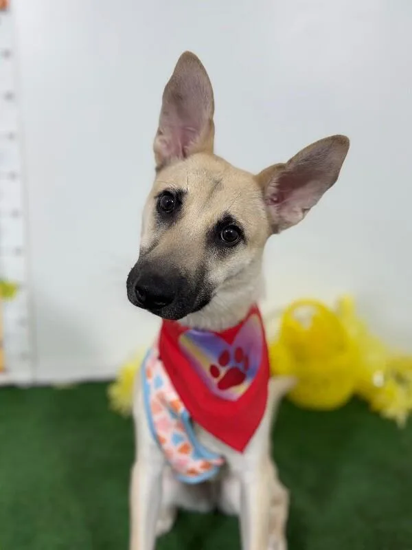 A baby medium-sized female Yellow / Tan / Blond / Fawn Belgian Shepherd / Malinois dog named Liz for adoption in Carlsbad, CA