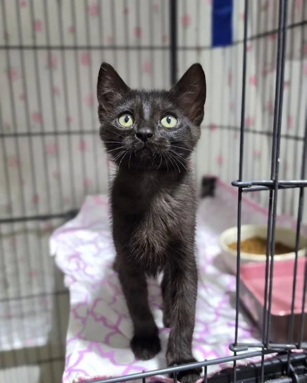 A baby small-sized female Domestic Short Hair cat named Prue for adoption in Novato, CA