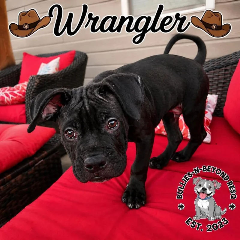 Wrangler