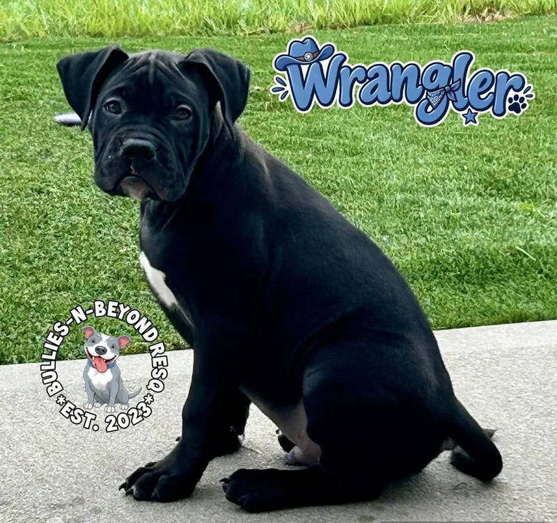 Wrangler thumbnail 2