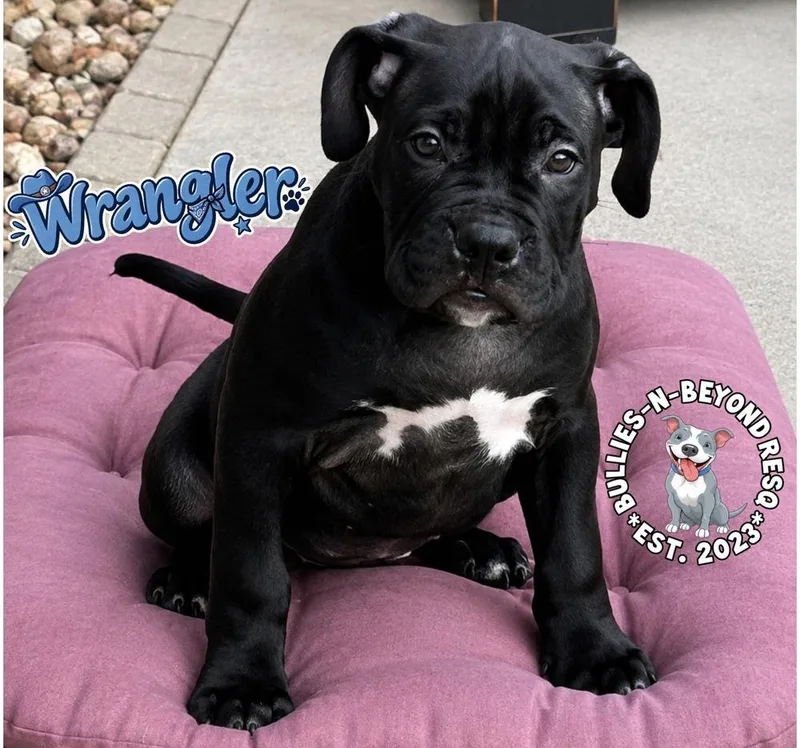 Wrangler thumbnail 4