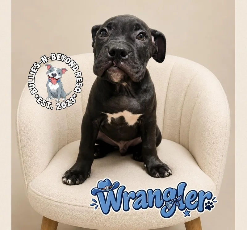 Wrangler thumbnail 5