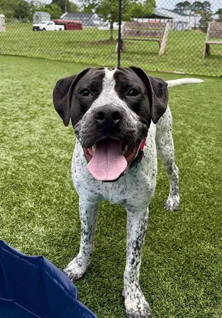 A young medium-sized male German Shorthaired Pointer dog named Dodger for adoption in Statesville, NC