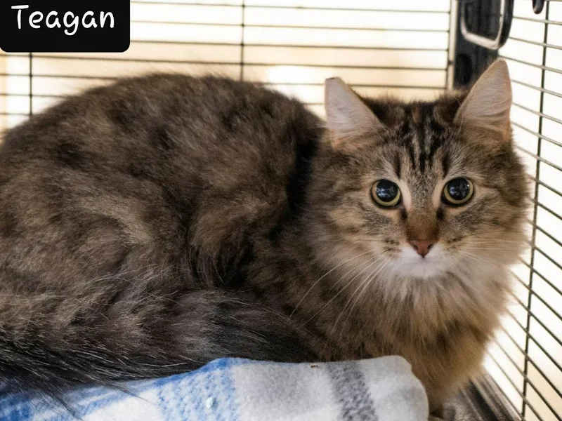 An adult medium-sized female Domestic Long Hair cat named Teagan for adoption in Shelton, WA