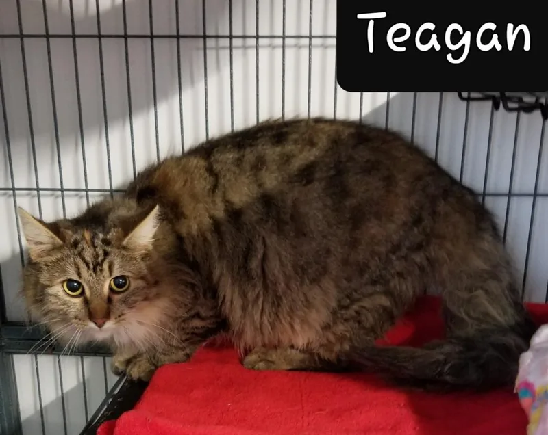Teagan thumbnail 2