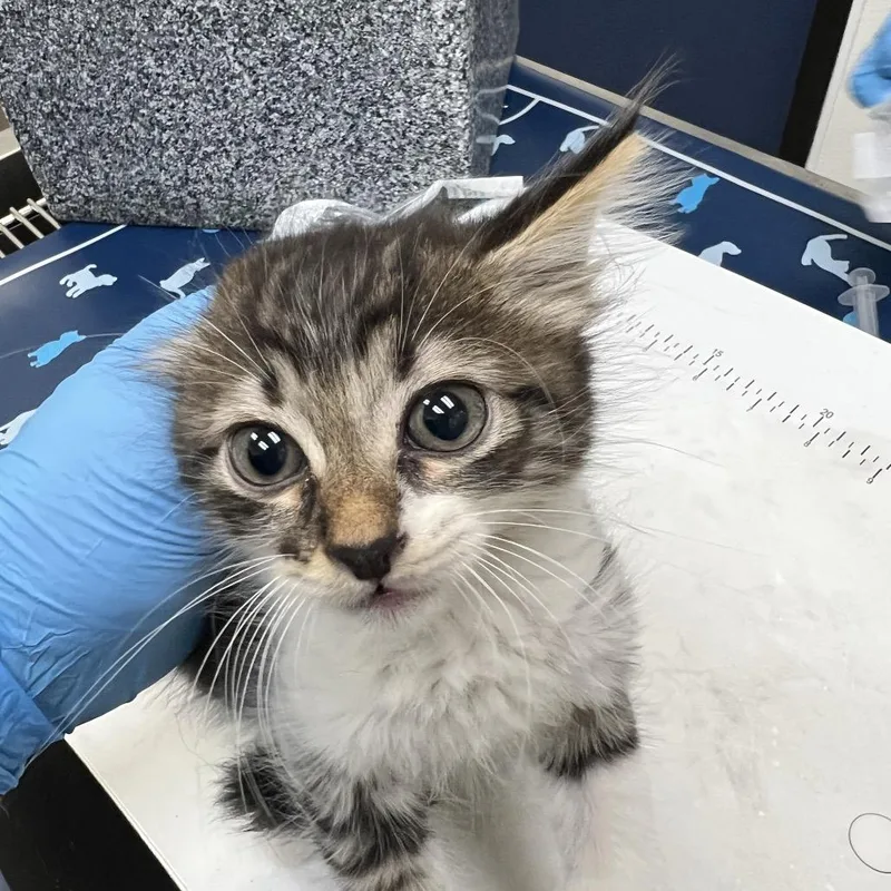 A baby small-sized female Black Domestic Short Hair cat named Nectar for adoption in Galveston, TX