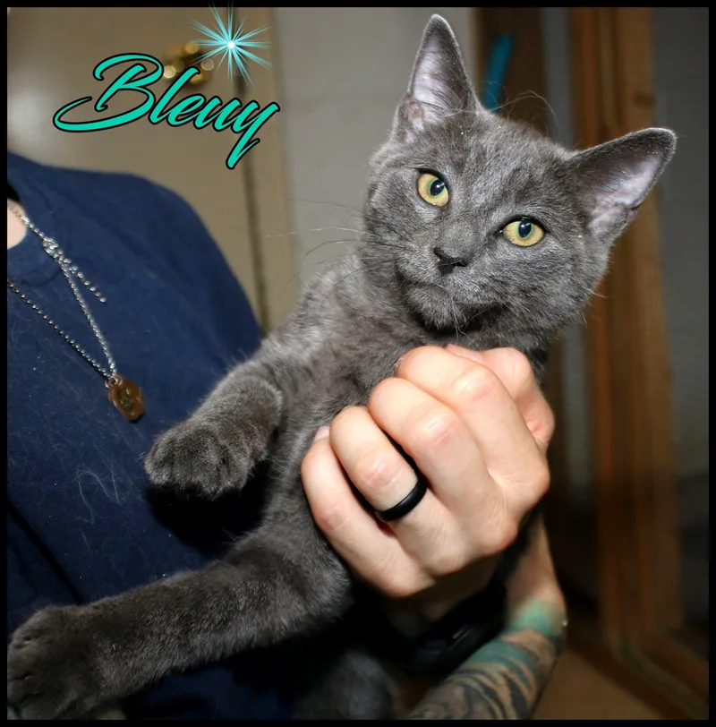 A baby medium-sized female Gray / Blue / Silver Domestic Short Hair cat named Bluey for adoption in Shippenville, PA